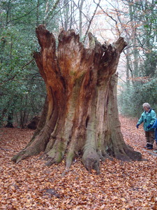 Gnarled tree trunk, Burnham Beeches