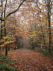 Autumn colours in Burnham Beeches