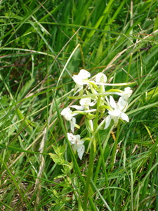 Greater Butterfly orchid at Aston Clinton Ragpits, 12th June, 2008