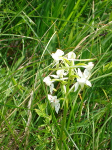 Greater Butterfly orchid at Aston Clinton Ragpits, 12th June, 2008