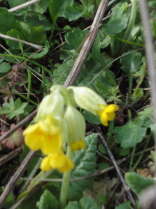 Early Cowslips, 20 March 2011