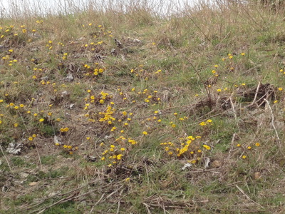Coltsfoot on the banks of the Wendover Arm of the GUC