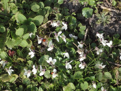 White violets beside the tow path, 20 March 2011