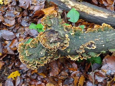 Woodland fungi on fallen log (hairy curtain crust?), 16 November 2014