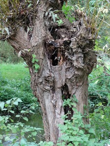 Hollow tree at Lemsford Springs