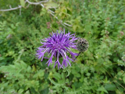 Greater (?) Knapweed at Yoesden Bank