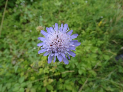 Field Scabious at Yoesden Bank