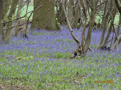 Bluebells at Stocking Springs Wood
