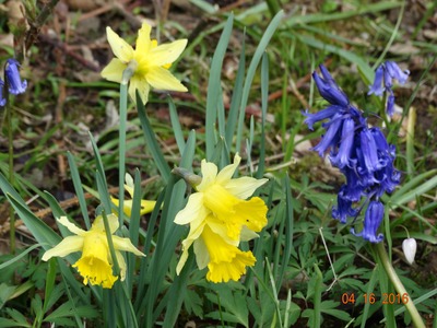 Wild daffodils and bluebells, Stocking Springs Wood