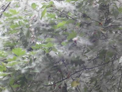 Foliage covered in 'fluff'