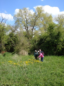 Admiring marsh marigolds, Black Poplar walk, 26 April, 2009