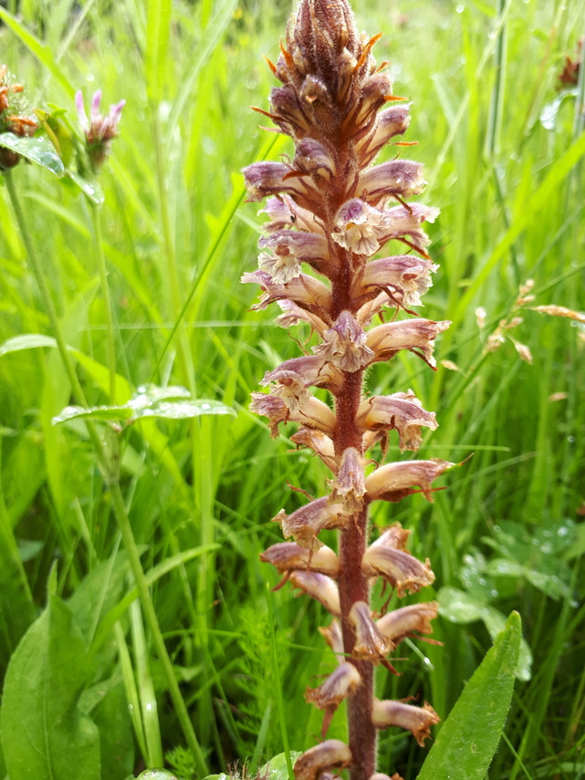 common broomrape