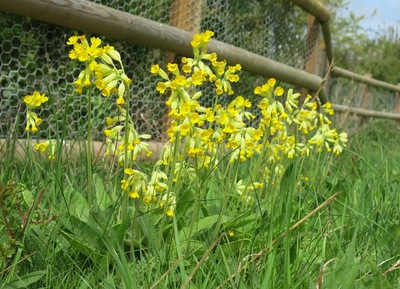 Cowslips