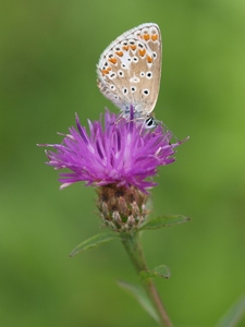 Brown Argus Butterfly