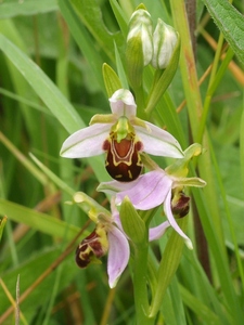 One of our Bee Orchids