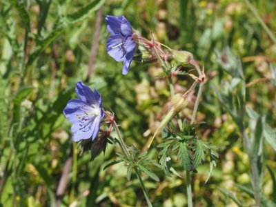 Meadow Cranesbill flowers