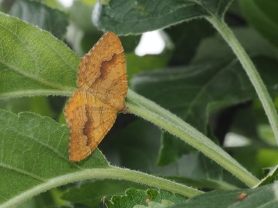 Yellow Shell