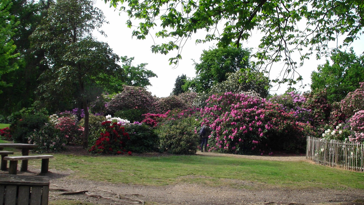 Rhododendrums