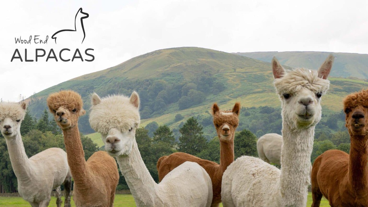 482017499_951747317071898_5454683085113177155_n