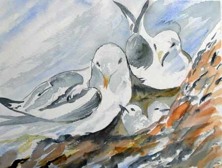 burton seabirds