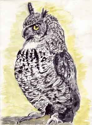 harrison owl