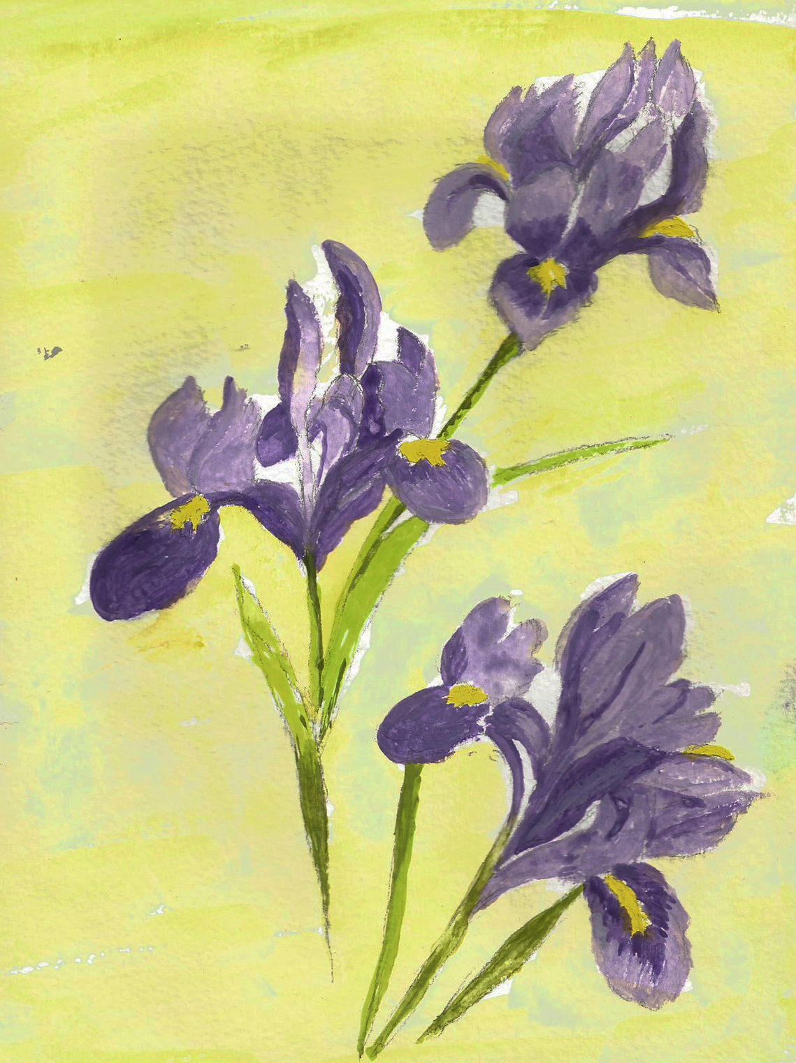 Rhodes purple iris
