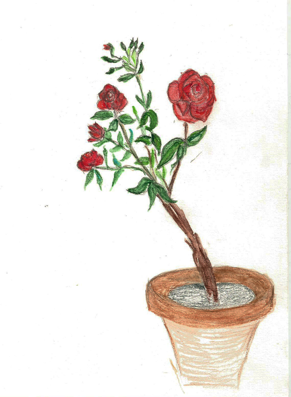 Rhodess rose