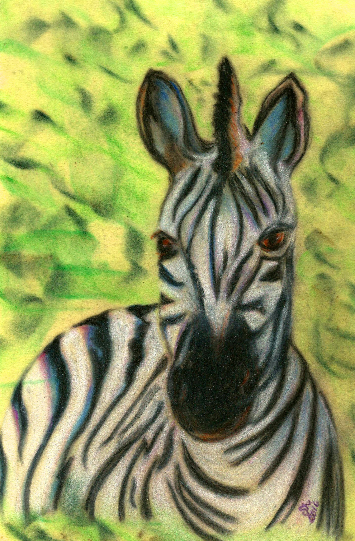 taylor zebra