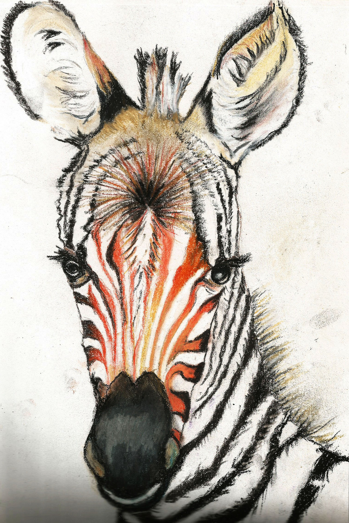 taylor zebra 3