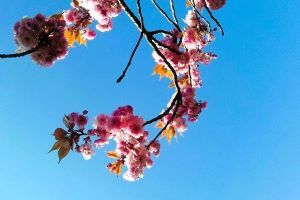 Pink cherry blossom against blue sky