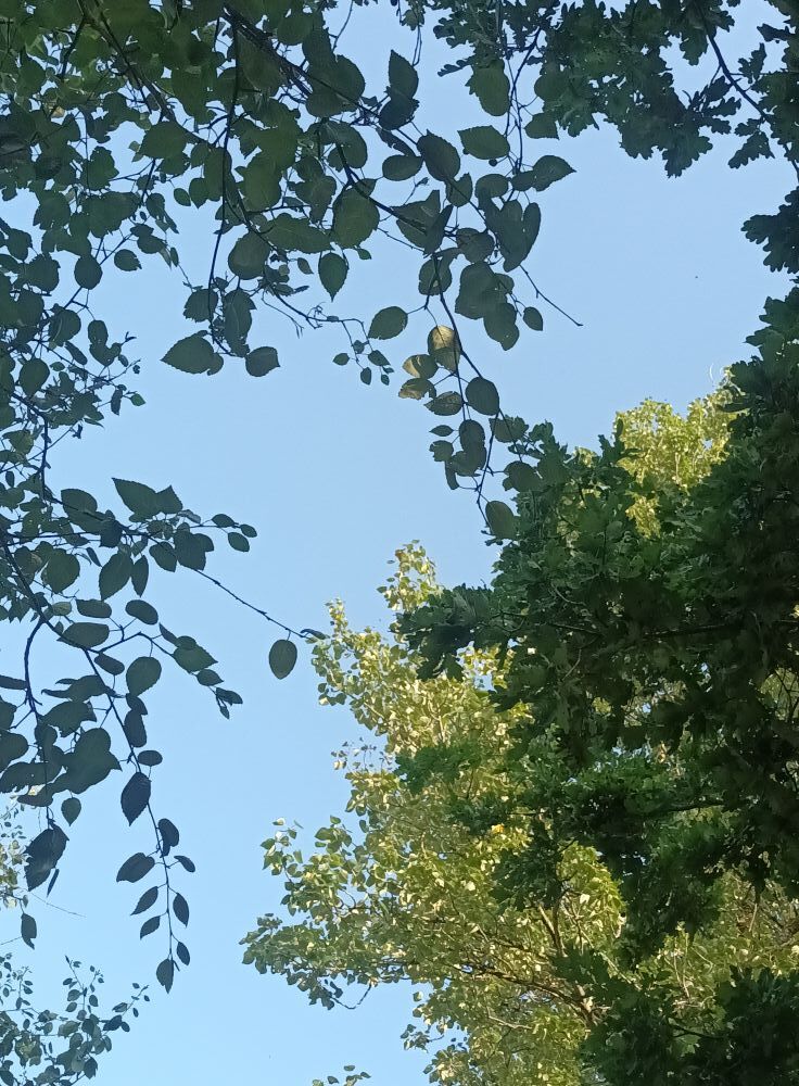 blue sky seen through various green leafy canopies