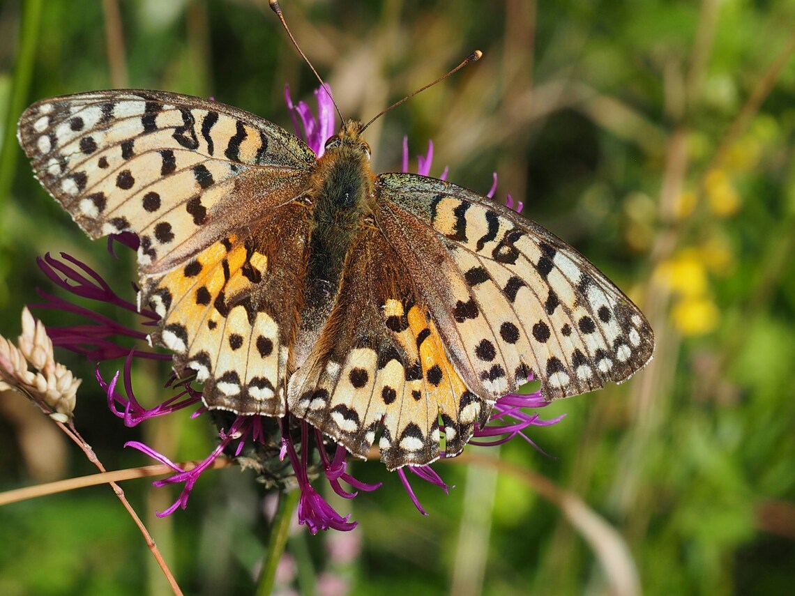 orange butterfly on mauve flower