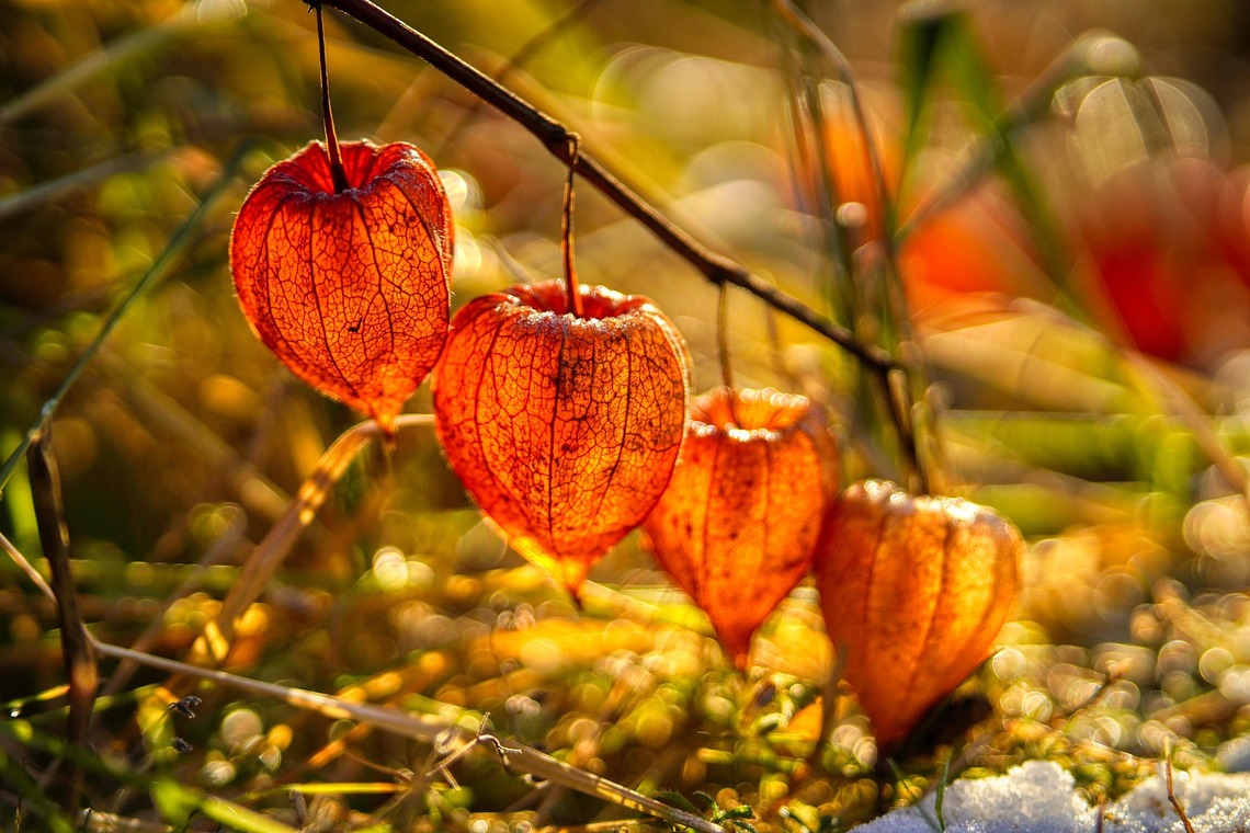 Chinese lanterns on a plant stalk Rainhard2 free pic from pixabay