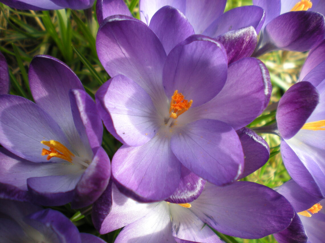 several lilac crous heads in closeup