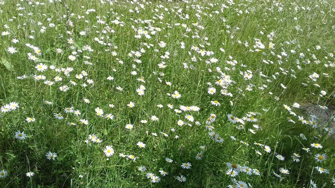 field of daisies