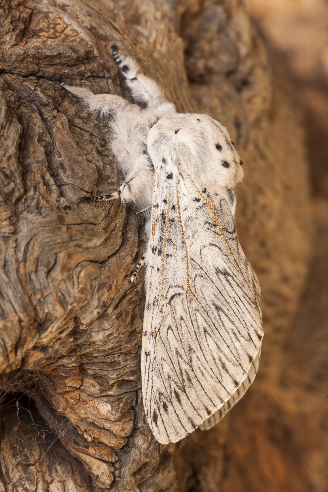 white moth cerura erminea on wood bark
