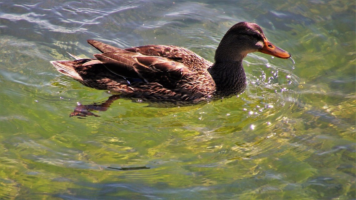 a female duck swims on a sunny lake, close shot