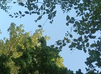 blue sky seen through various green leafy canopies