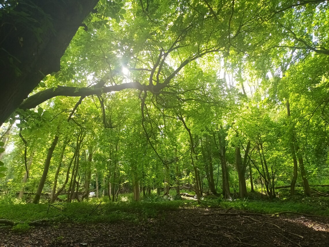 dappled sunlight through green trees