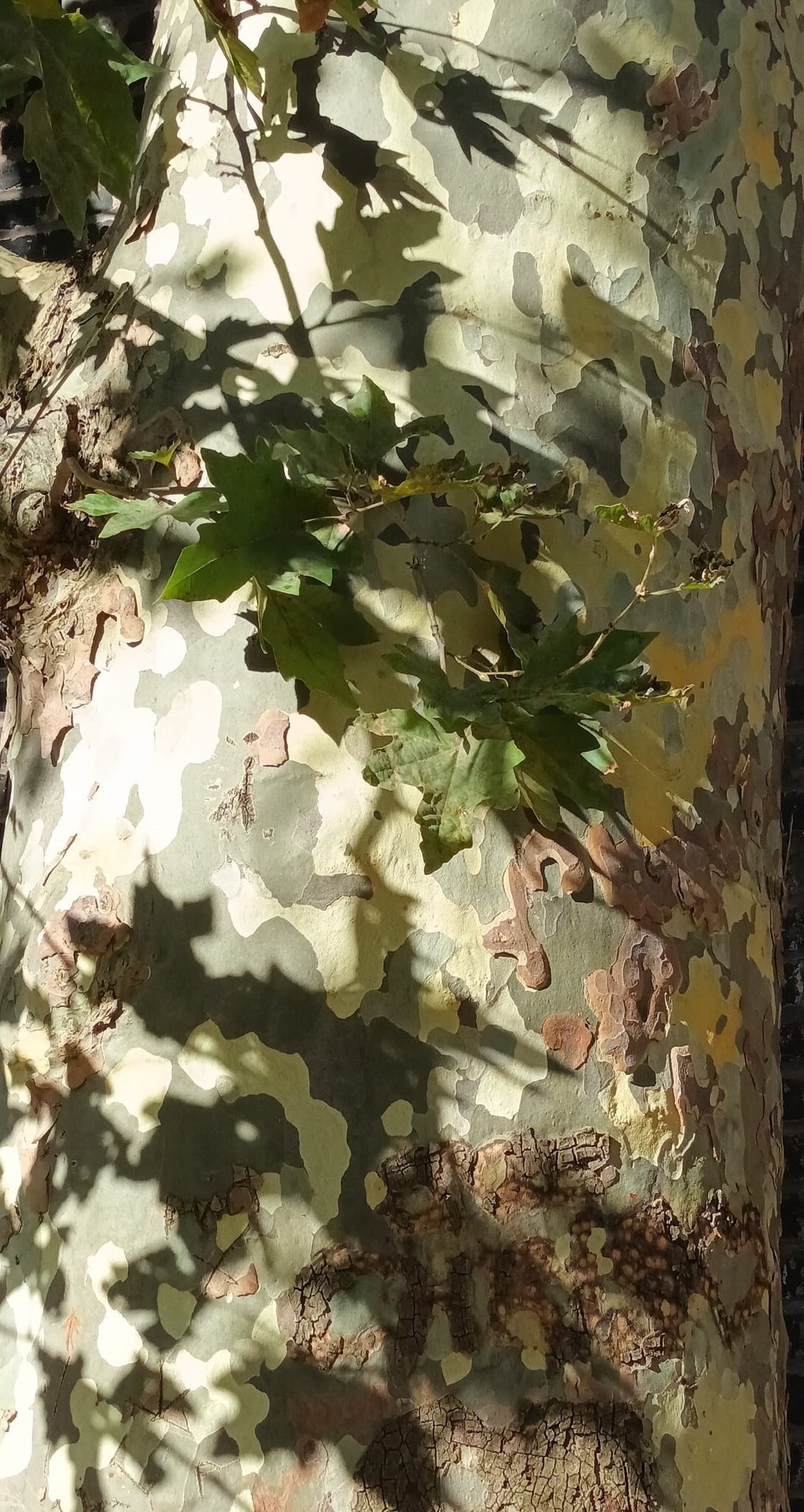 Plane tree bark lit by sunshine