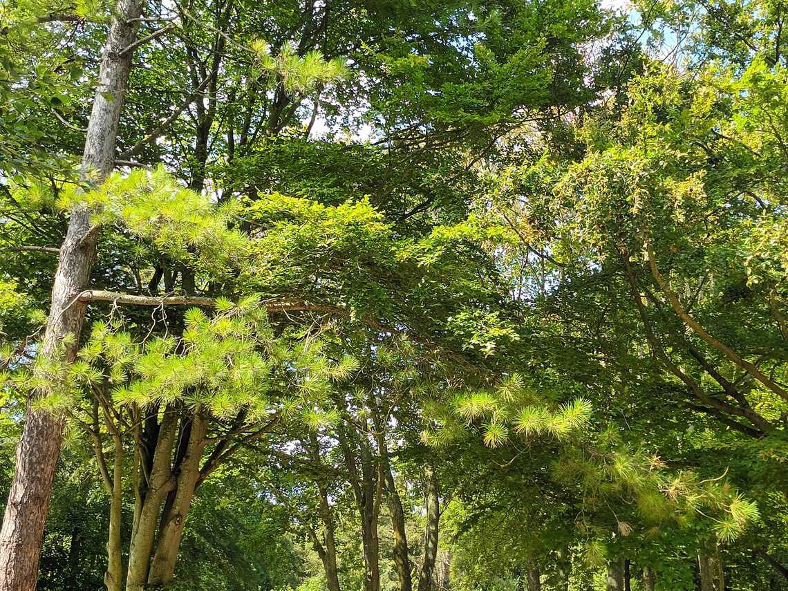 vibrant green trees with sunlight on them