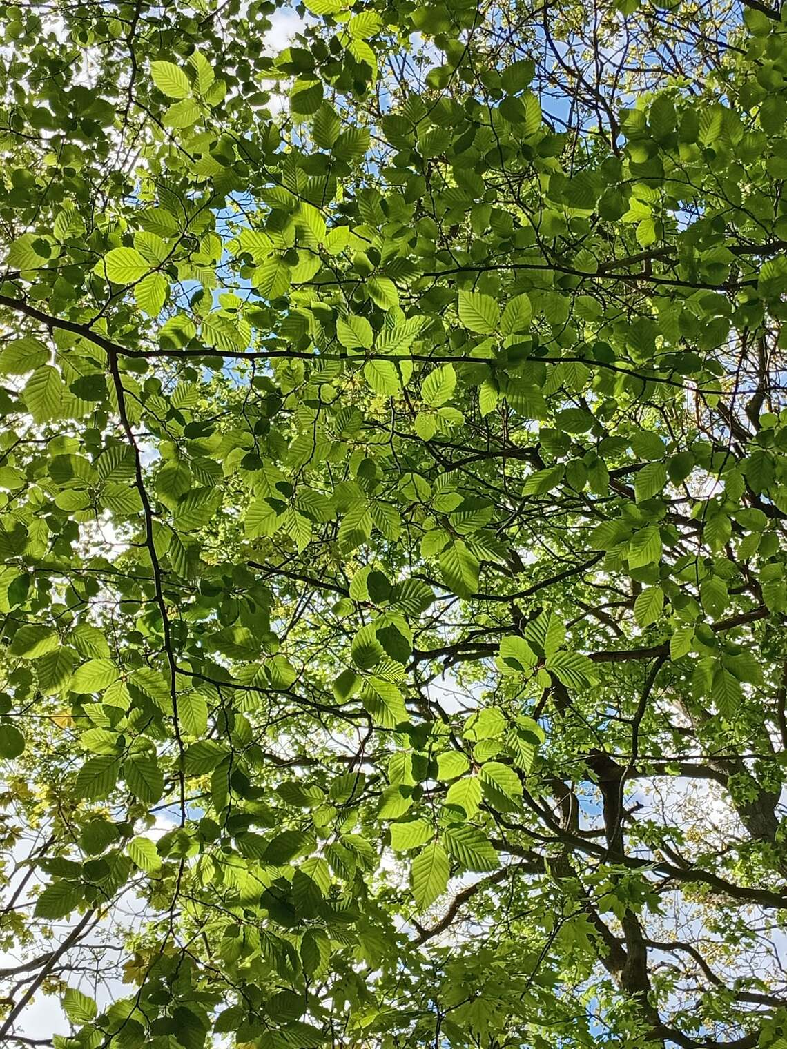 luscious greens of small leaves below looking up. 