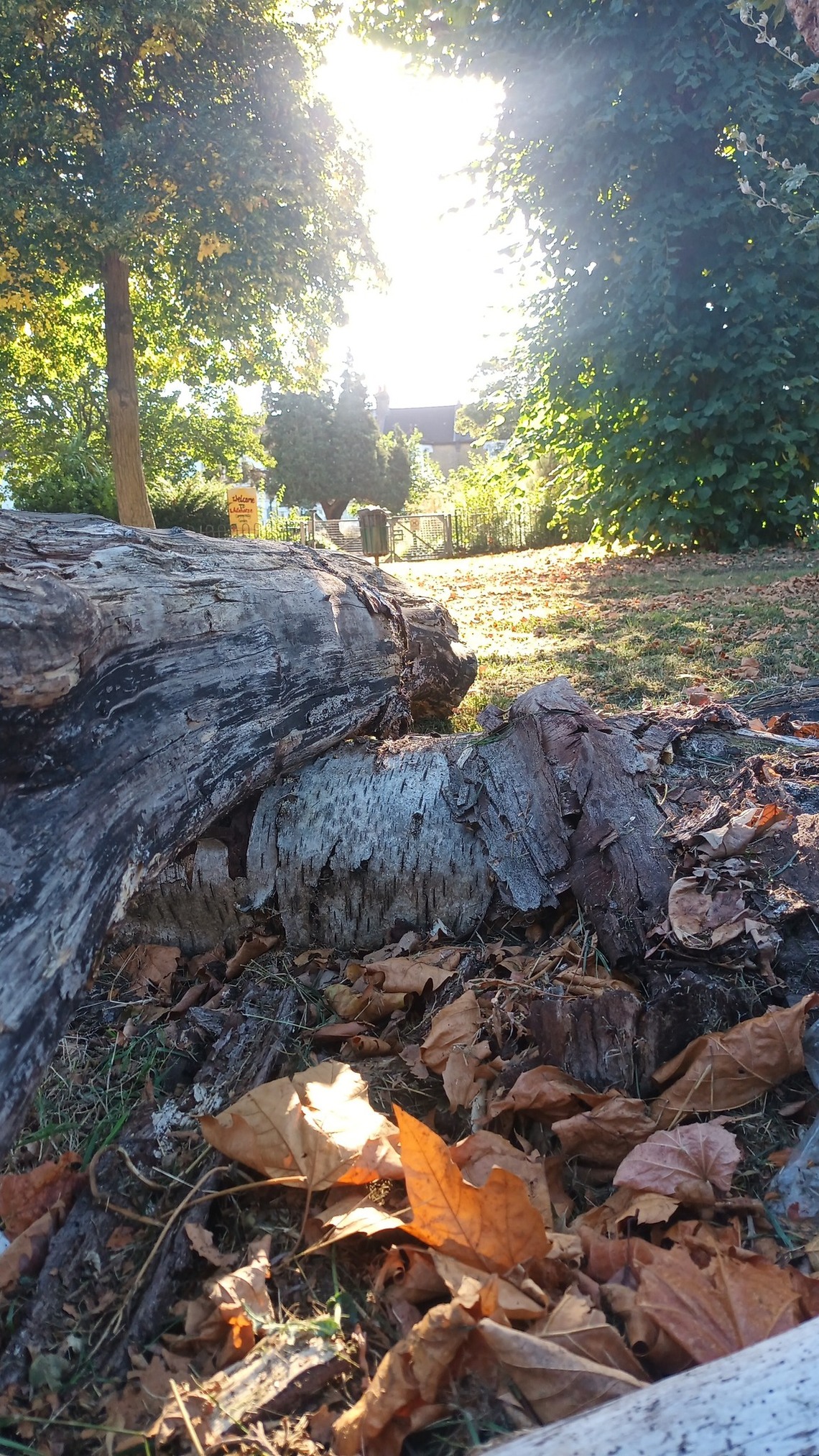 sunlight through trees