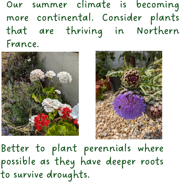 Gardening for Resilience - Continental Planting