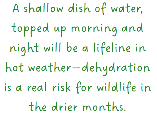 Shallow Dish Text