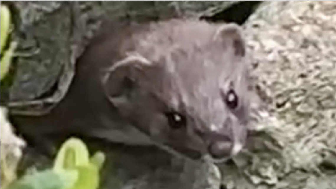 Weasel