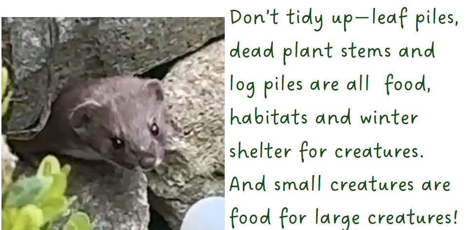 Weasel Text + Picture