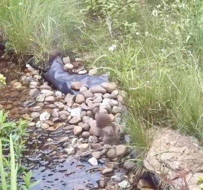 Wildlife Pond