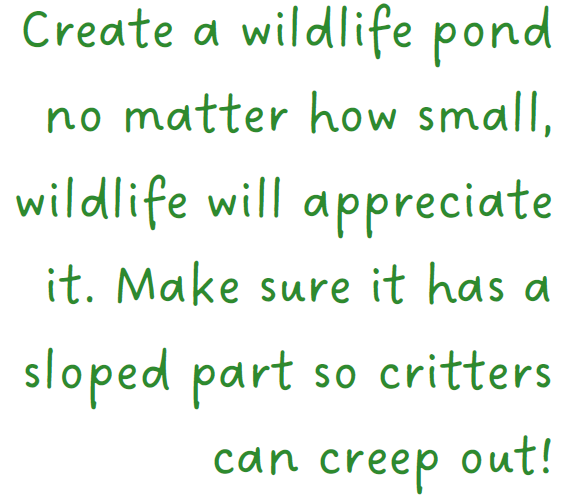 Wildlife Pond Text