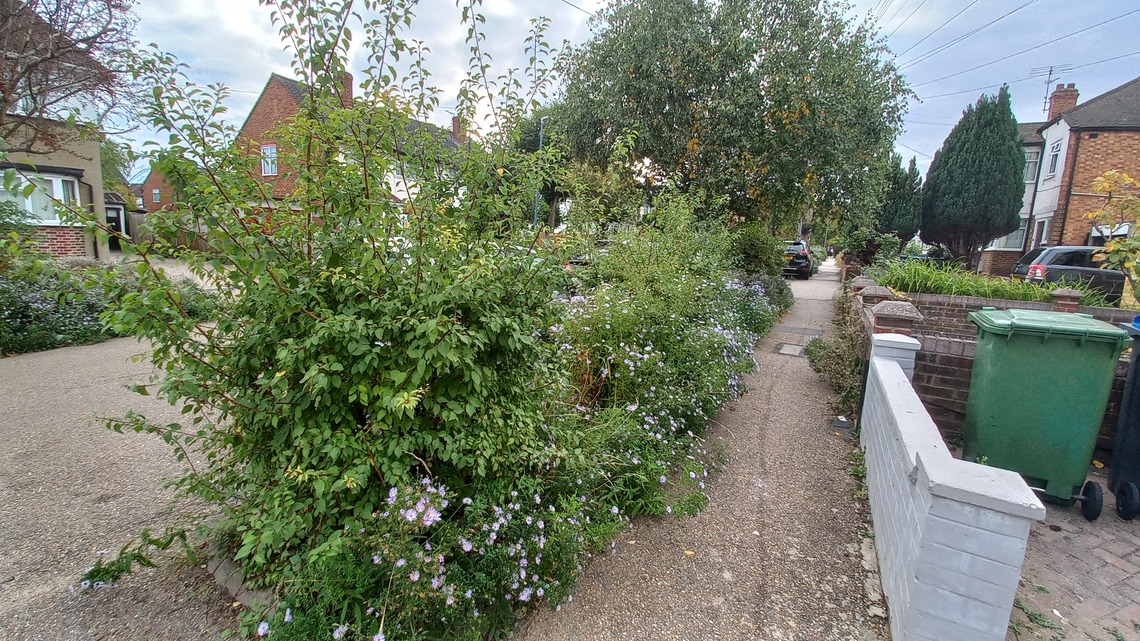 The planting in Cromwell is rather overgrown